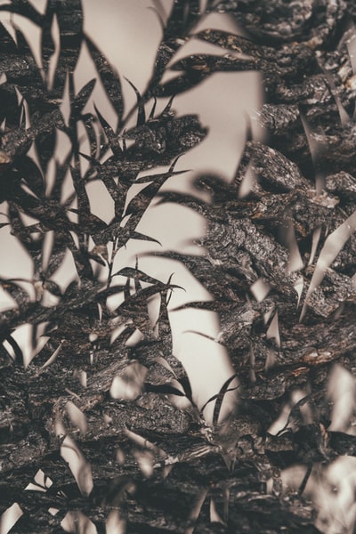 Plant grayscale photographs
